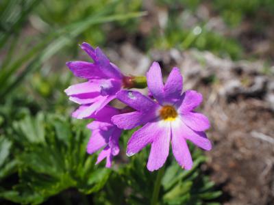 平標山～仙ノ倉山　きれいな稜線は花の絨毯♪