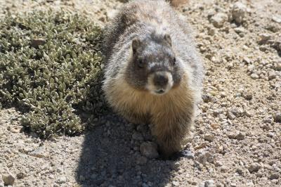 セコイア国立公園のアルタピーク