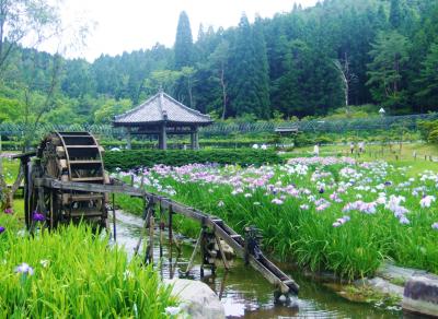 兵庫、梅雨時の花々を追って、神戸の須磨離宮公園～三田の相野あじさい園と永沢寺花しょうぶ園へ～！