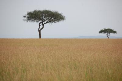アフリカ　ケニア　サバンナ　サファリの旅　５－３
