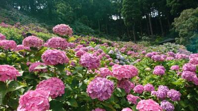 あじさいと養老渓谷 そして不思議なトンネル(1日目)