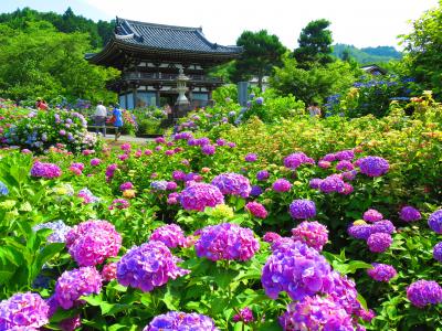 紫陽花満開！京都は福知山の観音寺で誕生日を祝う