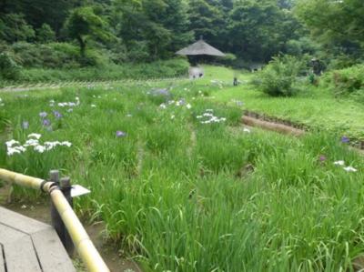 明治神宮の花菖蒲園2018