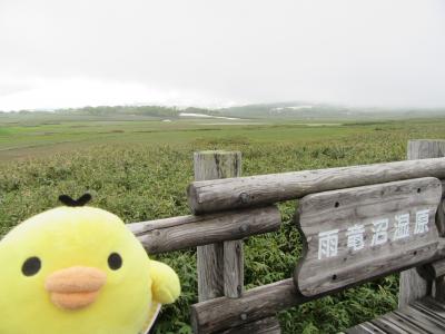 北海道　雨竜沼湿原 と 東川町を たびするトリ