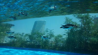 2018年　梅雨だけど 気分は夏本番☆空を飛ぶペンギン☆