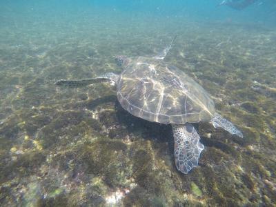 小琉球３泊４日の旅☆ウミガメの島☆２日目〜最終日     