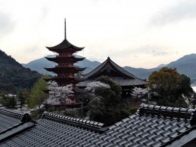 サクラ満開　春爛漫の山陽路　その5　宮島（後半）