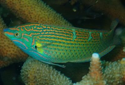 タイ ①　タオ島で ダイビング