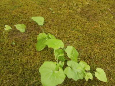 JR東大人旅　④　飯山寺院街