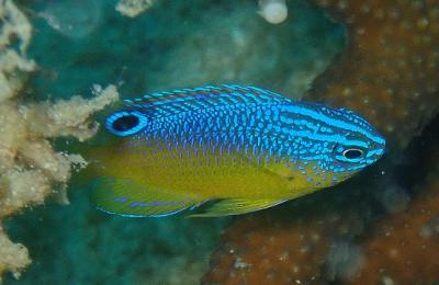 タイ ②　タオ島 ダイビング と サムイ島 ちょこっと観光