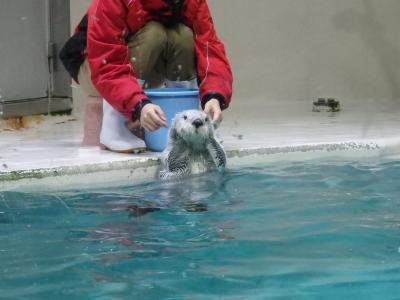 週末三重１泊旅行　ラッコと松坂牛で大満足