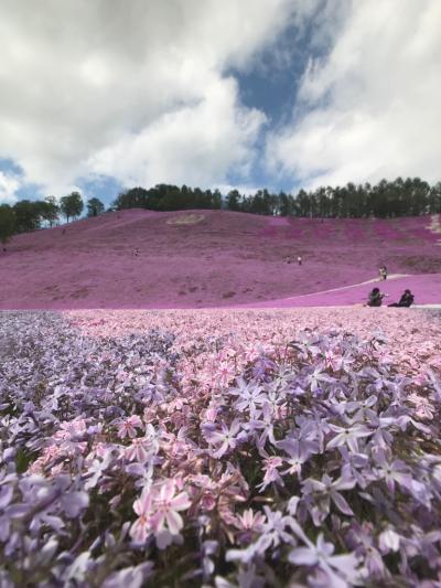 春の北海道で釧路湿原と東藻琴芝桜公園