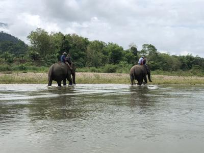 2018年GW ハノイ＆ルアンパバーン ９日間の旅 ⑧ルアンパバーン最終日、象とふれ合う