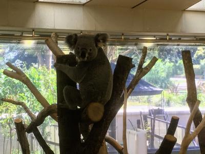 コアラが可愛い金沢自然公園