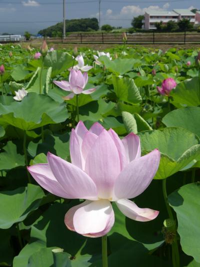 あかぼり蓮園のハス_2018_咲き始めてますが、花はまだ少しです。（群馬県・伊勢崎市）