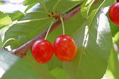 「ホテル山口屋」さくらんぼ狩りと世界遺産の富岡製糸場を巡る旅♪