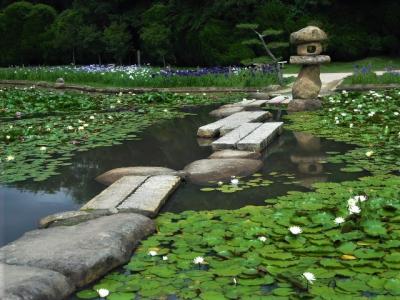 ２０１８年６月　山口・宇部市　常盤公園のしょうぶ苑で菖蒲と紫陽花と睡蓮を見ました。