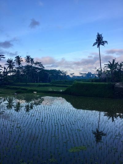 Ubud～sidemen 1人旅 Day.11