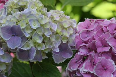 三室戸・紫陽花