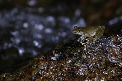 箕面でカジカガエルを観察する。