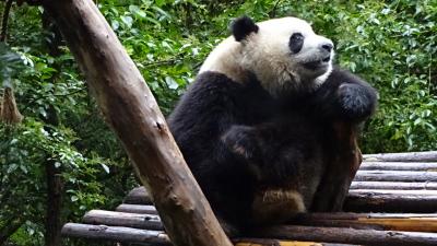 シャンバラを求めてチベットへ② ツアー2日目 標高500m成都市で身体を慣らす