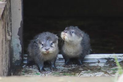 コツメカワウソの４つ子の赤ちゃんに会えたらいいなと車でちょっくら智光山公園こども動物園へ