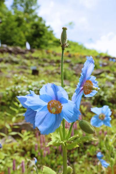 白馬五竜高山植物園、ヒマラヤの青いケシが見頃に・・・