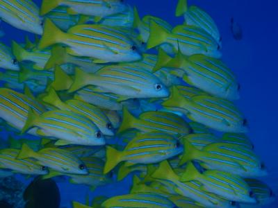 ダイビング合宿2018春(後編)本部町で潜る人と寝込む人