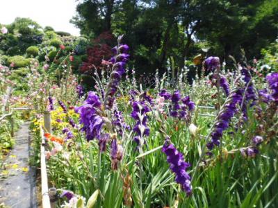 三浦の隠れ花菖蒲園散策