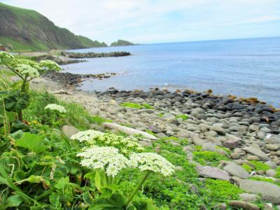 岬めぐり　＊　礼文島　３日目