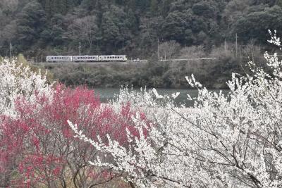 三江線に春が来た！～梅の花が咲く田津・川戸 2018～（島根）
