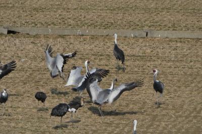 2017～2018　年末年始は恒例の天草で過ごす【その3】　なんとびっくり！こんなに沢山の鶴が！出水市鶴観察センターへ