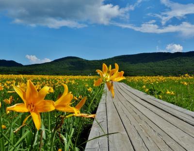 磐梯山の絶景、雄国沼のニッコウキスゲ / イイね磐梯山