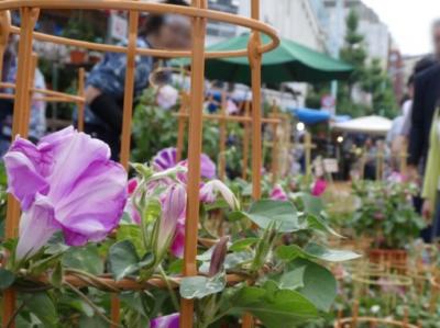 入谷朝顔まつり2018～入谷の鬼子母神で行われる夏の風物詩～