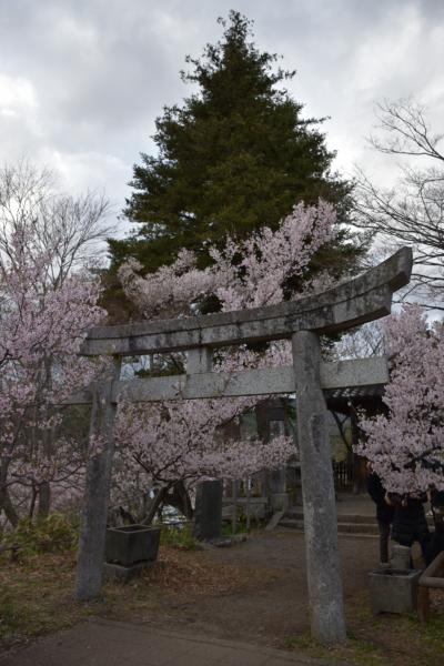高遠の桜