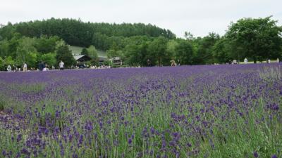 富良野にラベンダーを見に(第二日目）