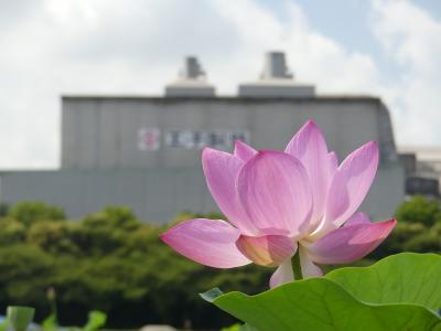 新田反町のハス田_2018_工業団地の北側に、綺麗なハスが咲いています。（群馬県・太田市）