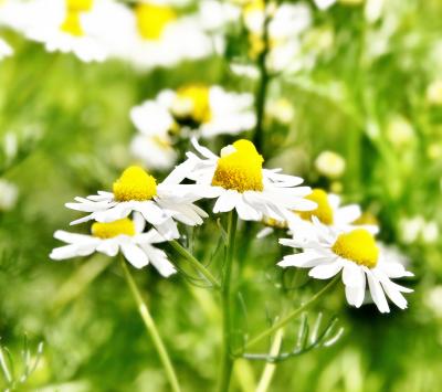 カミツレの花　って知っていますか？