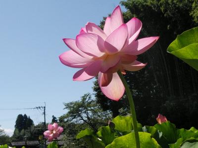 2018鹿央里やま「蓮まつり」と鹿本・菊池の旅