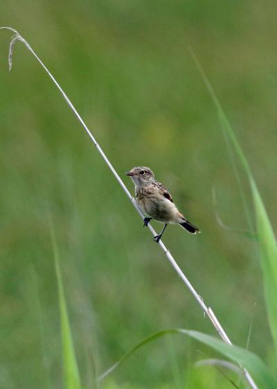 野鳥撮影記録2018年７月－１