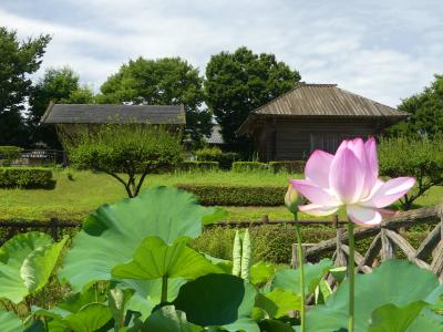 中宿歴史公園のハス_2018_綺麗に咲いていて、見頃です。（埼玉県・深谷市）