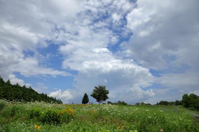 夏の高原　～メナード青山リゾート～