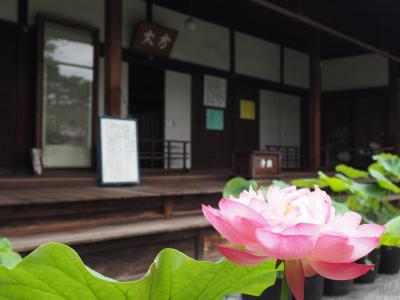 京で蓮ということで、その２．妙心寺退蔵院
