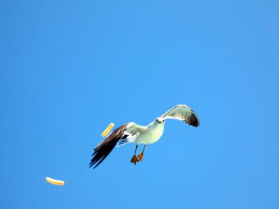 ０２．和・洋・中華3カ所のレストランを楽しむエクシブ湯河原離宮１泊　真鶴半島遊覧船その２