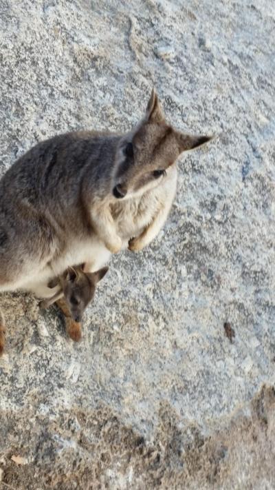 母娘ケアンズで遊ぶ　その２　買い物＆大自然動物探検