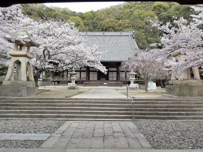 サクラ満開　春爛漫の山陽路　その7　竹原(後半）