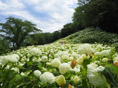 東京都の端っこで、あじさいとダムとランチと♪