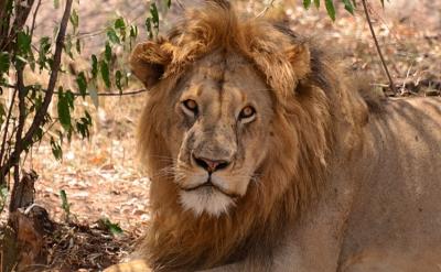 ケニア de サファリ 2017 ~~ 5. マサイマラ de 出逢った動物たち ~~