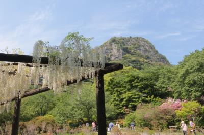 2018 APR つつじの名所「御船山楽園」に行くも、残念ながら見頃も終わって