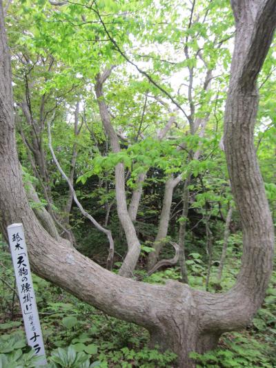 焼尻島でオンコの奇木を見る